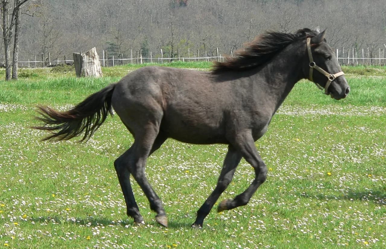 【注目新馬】レッドウィズダムの絶妙な血量と複雑なクロス
