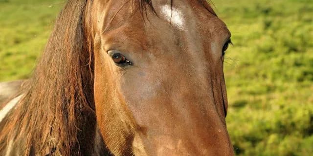 【京成杯AH予想】ダローネガ重賞挑戦10戦目、もう3着は十分