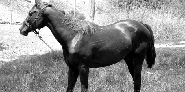 【シリウスS2015】立ちはだかる古豪に挑む新星登場なるか