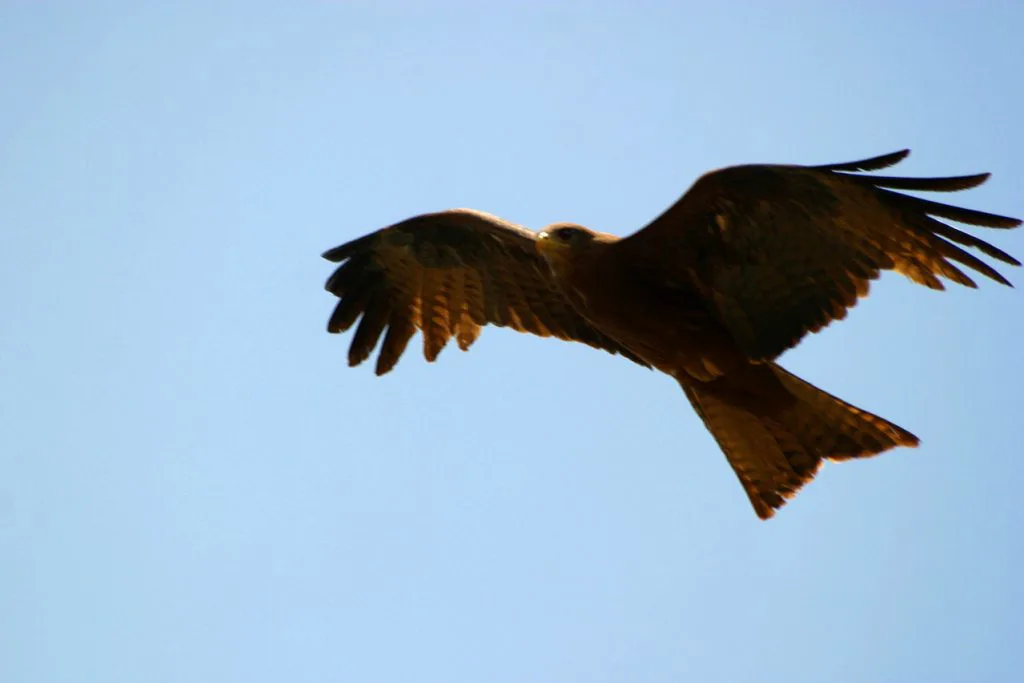 英プリンスオブウェールズS優勝馬フリーイーグルが天皇賞(秋)へ登録