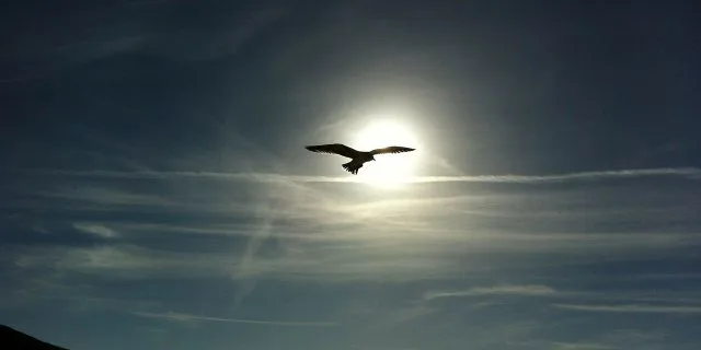 ルージュバック秋華賞あらためエリ女直行へ