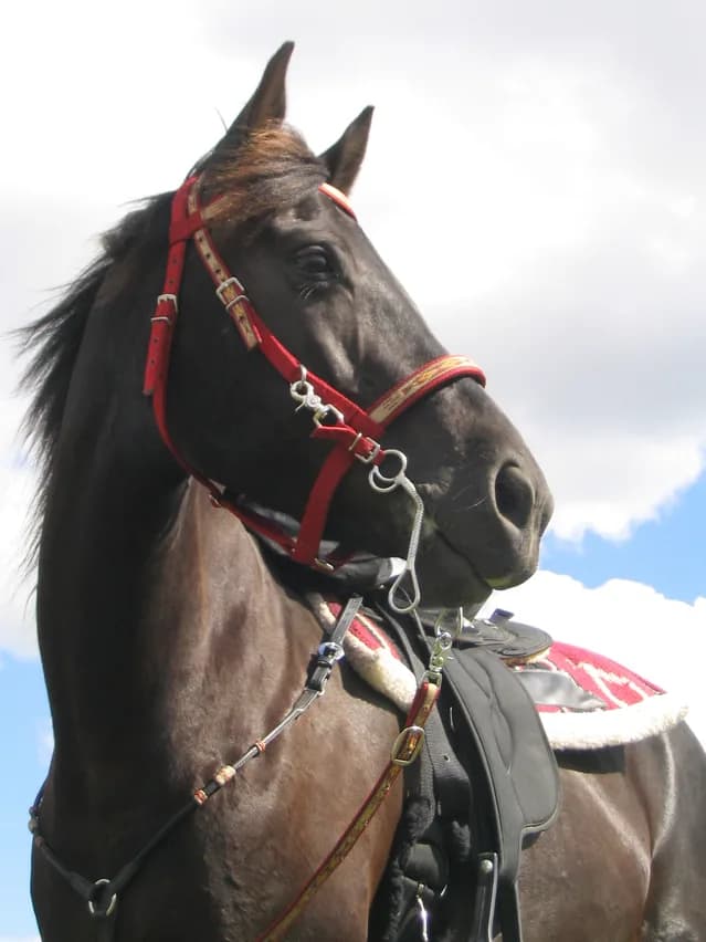 【ジャパンカップ2015】優秀な牝馬たち