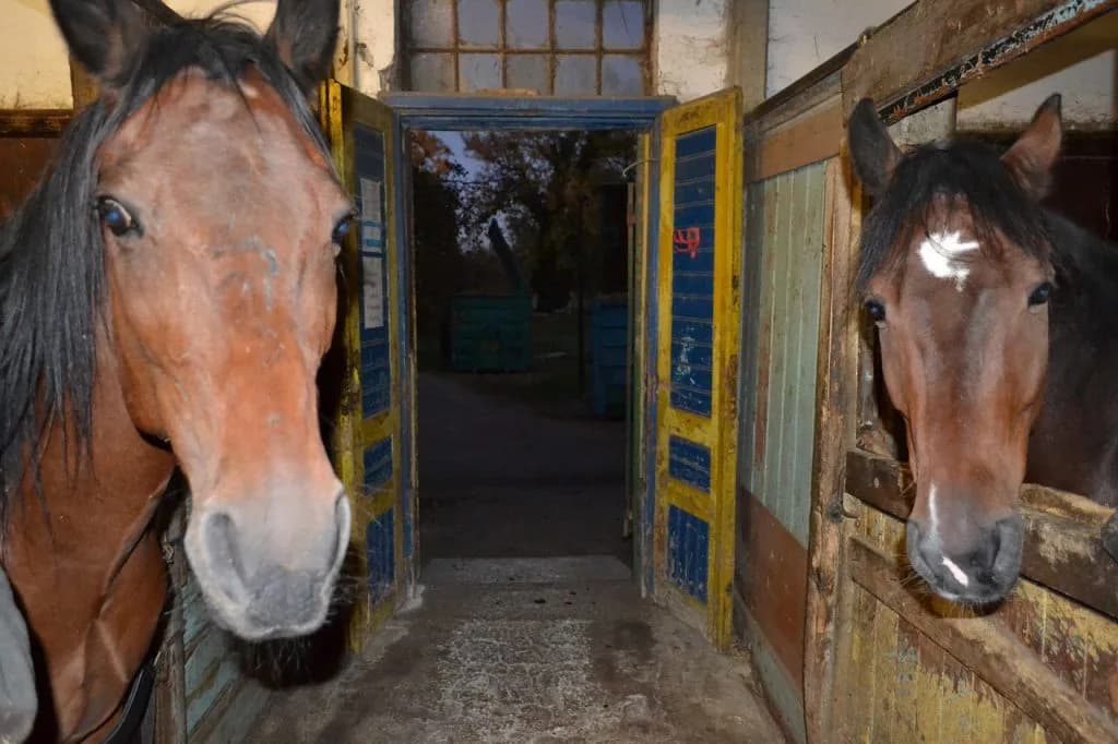 大物配合に期待!重賞勝ち馬2頭が繁殖牝馬入り決定!