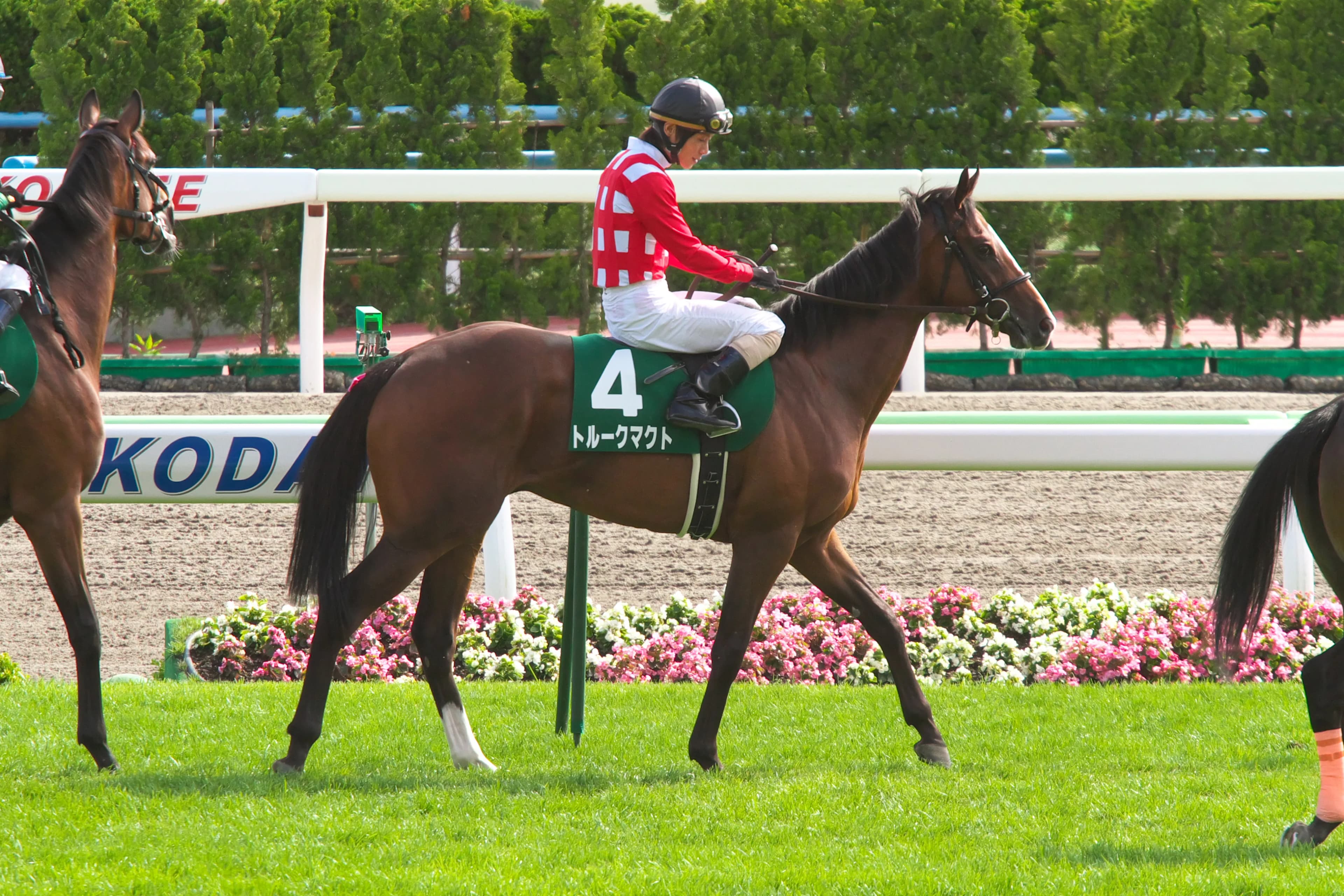 【ステイヤーズS予想2015】格上挑戦のトルークマクトが素質開花か!?
