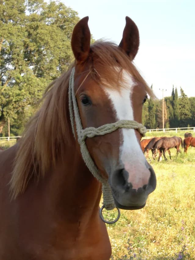 【朝日杯FS2015予想】好調ダイワメジャー産駒が武豊のG1完全制覇に待ったを掛ける!