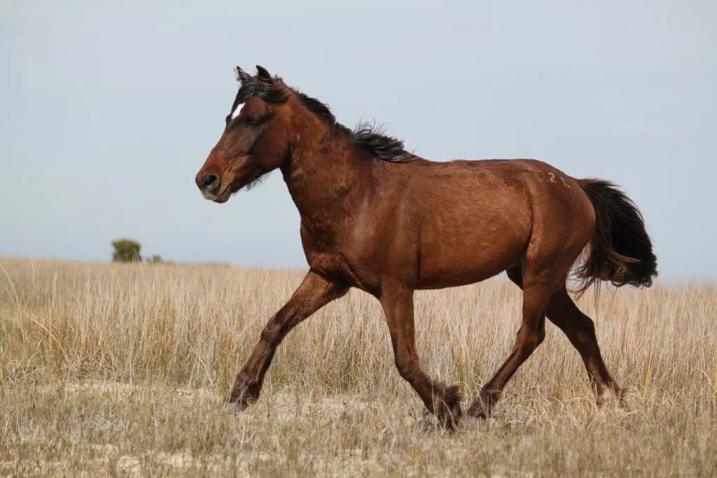 【日経新春杯2016予想】メンバー小粒な日経新春杯。ここは休み明けでもシャドウダンサーの素質開花に期待!