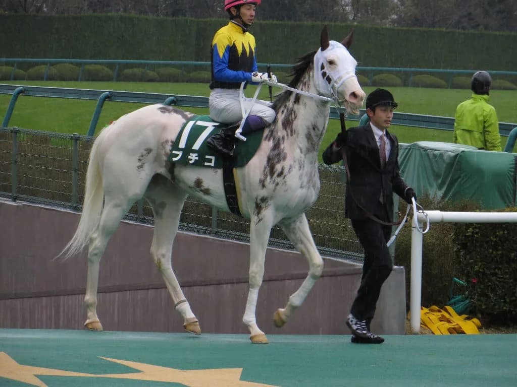 ブチコ、川崎のエンプレス杯へ