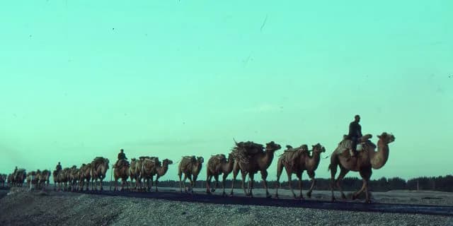 【シルクロードS予想2016】ゆるぎないビッグアーサーの相手はリトルゲルダで!