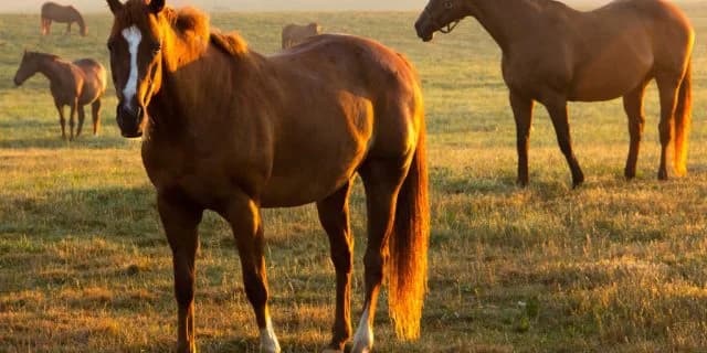 連続2着の良血レッドアヴァンセ3度目の正直なるか!【1/9土・京都5R】