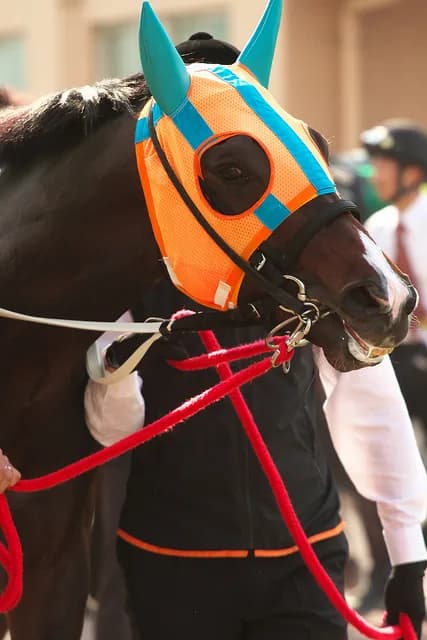 【川崎記念2016】ホッコータルマエ3連覇達成!G1・10勝でダート王者に!