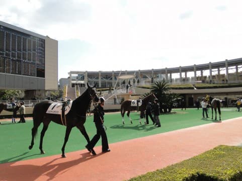 競馬初心者にオススメのパドックの見方
