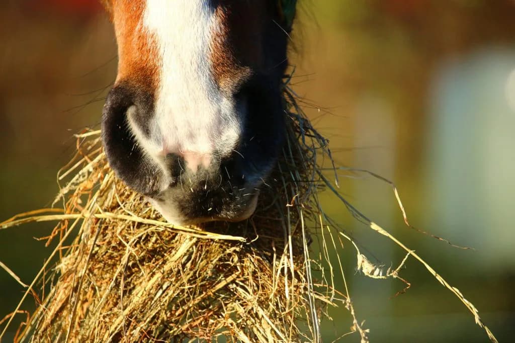 ダート短距離なら種牡馬ならこの2頭。