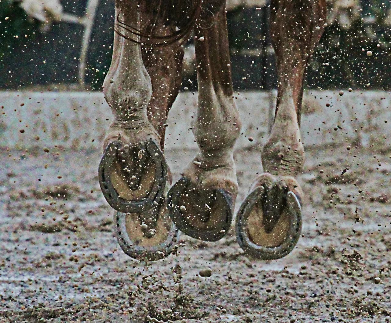 【根岸S予想2016】上がり最速馬を探せ!