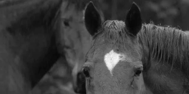 生産牧場一強時代に思うこと