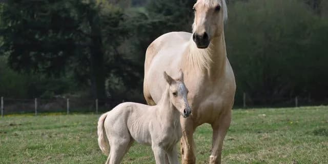 ユキチャン、ブチコなど、シラユキヒメに連なる美しき白毛一族!