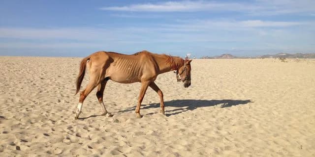 【海外競馬】ドバイで武豊、なんと3頭に早くも騎乗確定