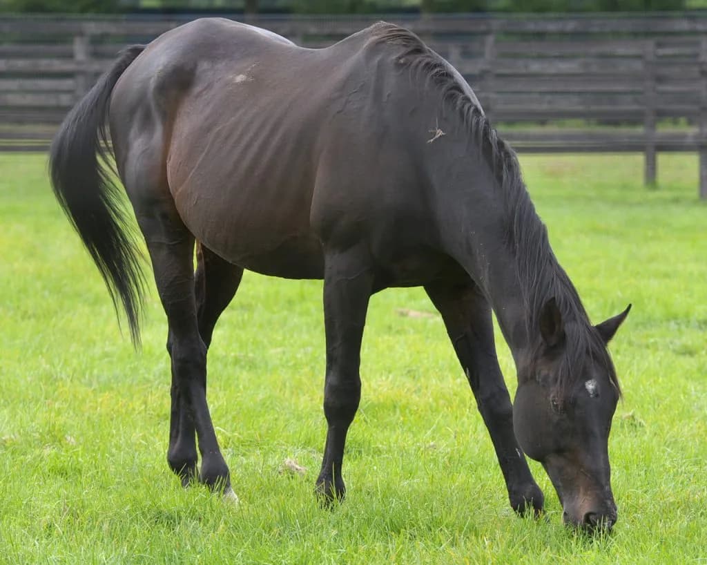今なお現役。偉大すぎる種牡馬ブライアンズタイム