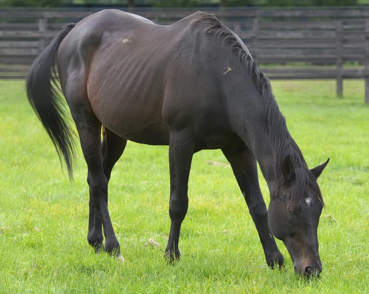 今なお現役。偉大すぎる種牡馬ブライアンズタイム