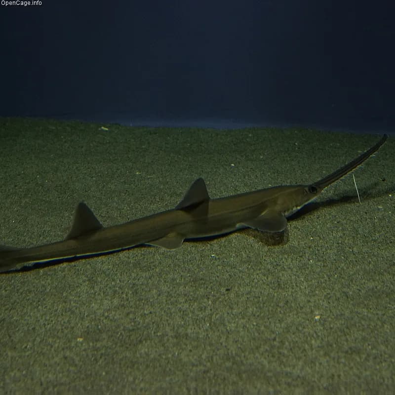 【アーリントンC2016】シゲルノコギリザメの先行力に注目。