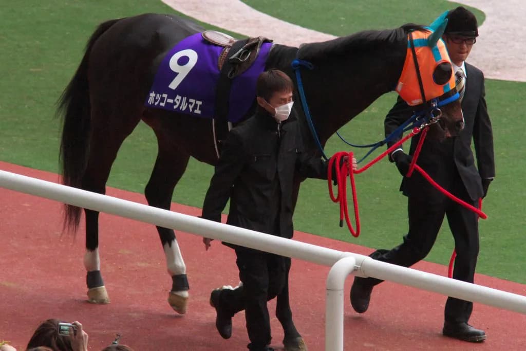 【フェブラリーS2016】ホッコータルマエ、サウンドトゥルー不在でも盛り上がり衰えず!