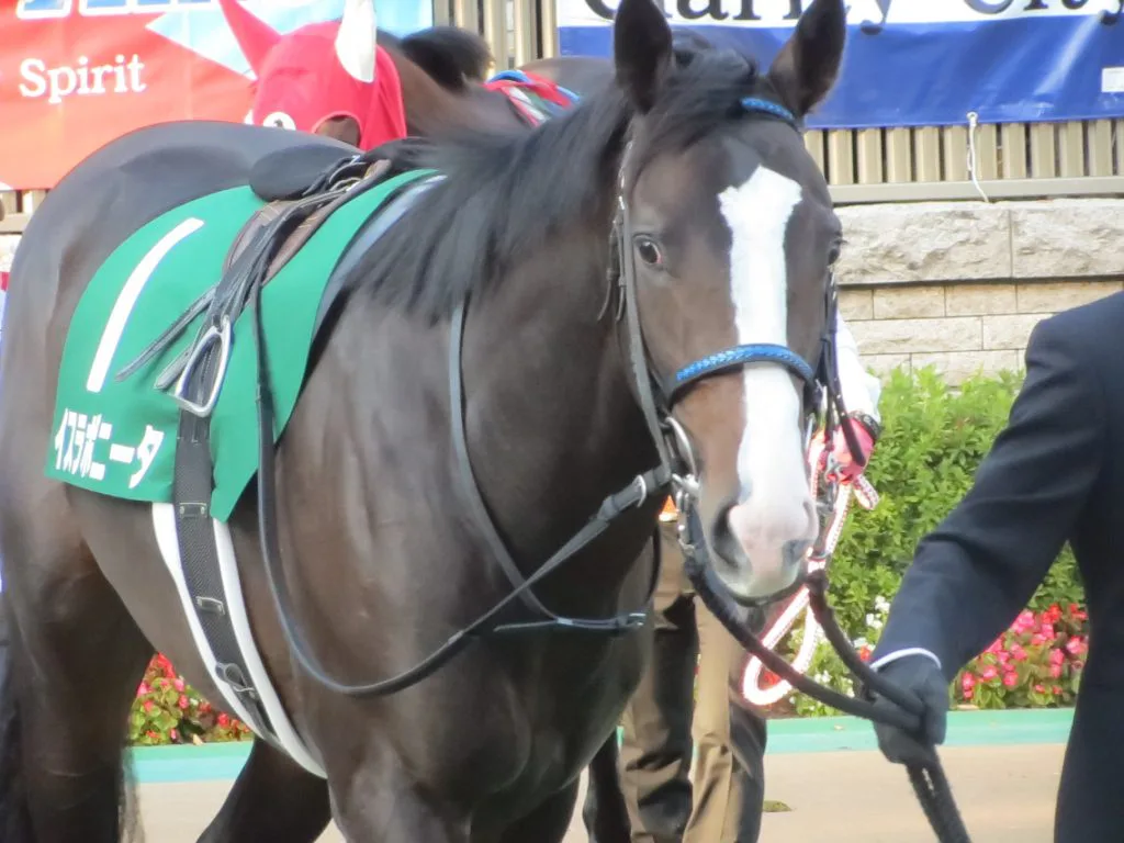 フジキセキ産駒としてイスラボニータが背負う圧力とは?