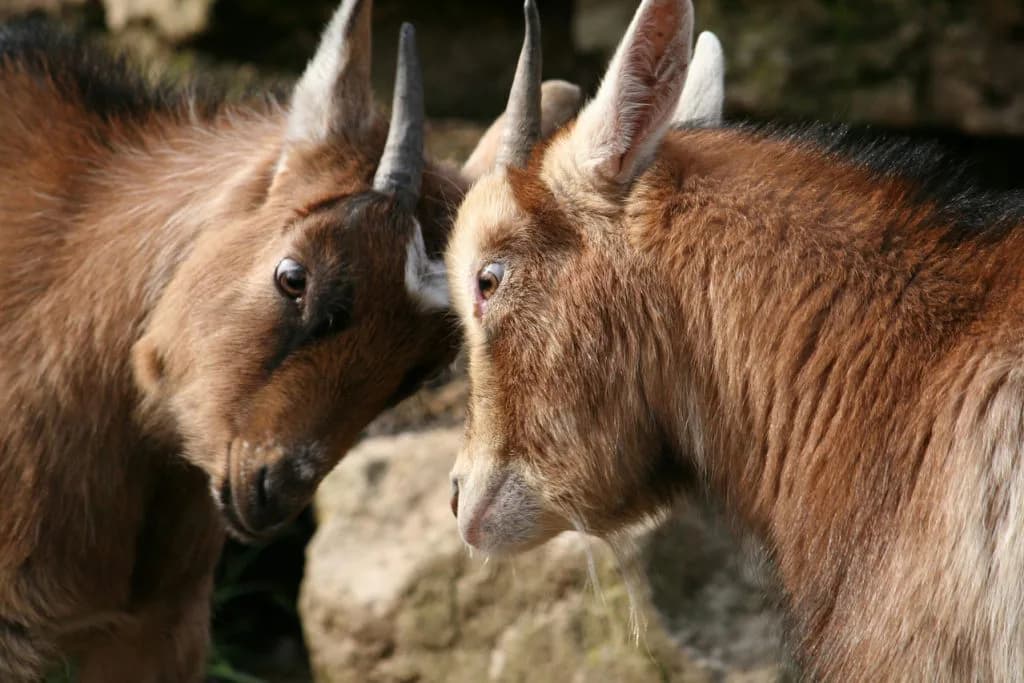 【弥生賞】獅子奮迅の両雄による贅沢な再戦は必見かつケン?