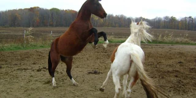 競馬の醍醐味見せられるか?新種牡馬ベストタイザンに期待