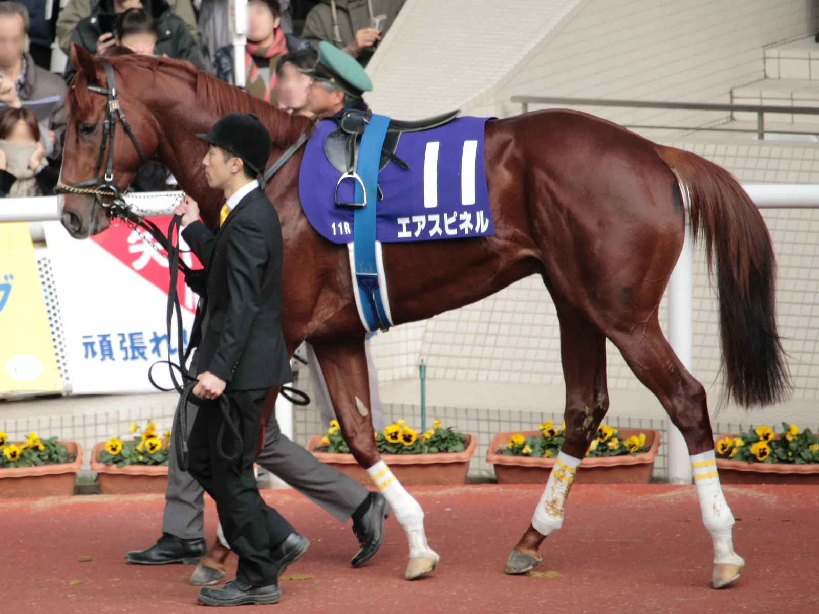 弥生賞(G2)有力馬情報・エアスピネル。先を見据えるか