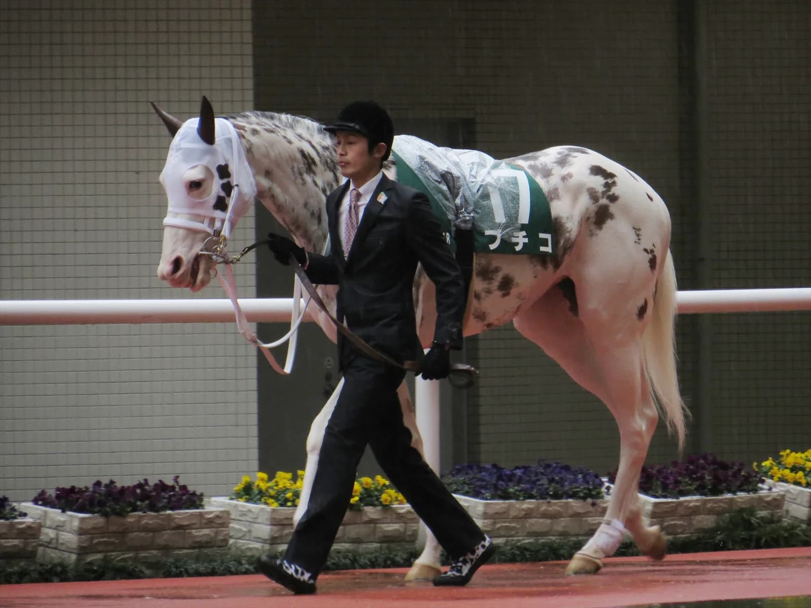 【上総S予想2016】ブチコ、岩田騎手の正妻(?)となれるか!