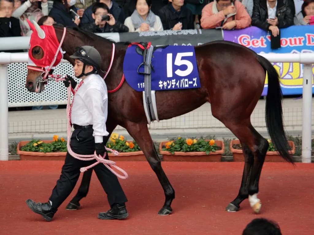 【フィリーズレビュー2016有力馬】キャンディバローズ持ち味の競馬センスで抜けだせるか