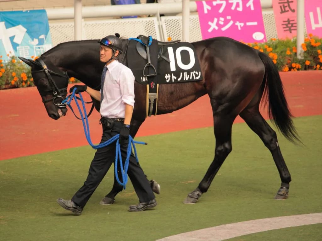 【スワンステークス2016予想】復活した京都巧者血統サトノルパンがその実力を見せつける!