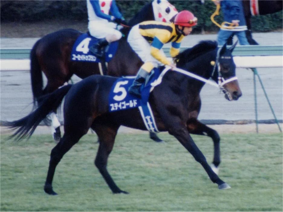 ステイゴールドのラストクロップ誕生。サダムパテックの妹エレインの初仔