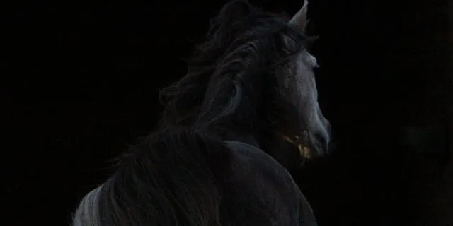 【武蔵野S予想2019】古豪の一発が今週も出るか?7歳東京巧者カフジテイク