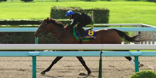 【北九州記念2019予想】調教・最終追い切りが高評価の馬トップ3