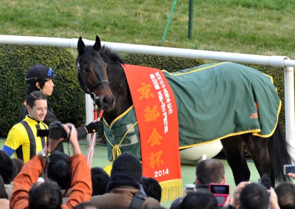 エキストラエンド現役引退、海外種牡馬入りは破談に
