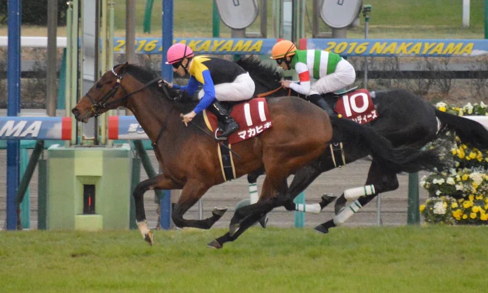 【日本ダービー2016出走馬】長い直線で存分にマカヒキの切れ味を発揮してもらいたい