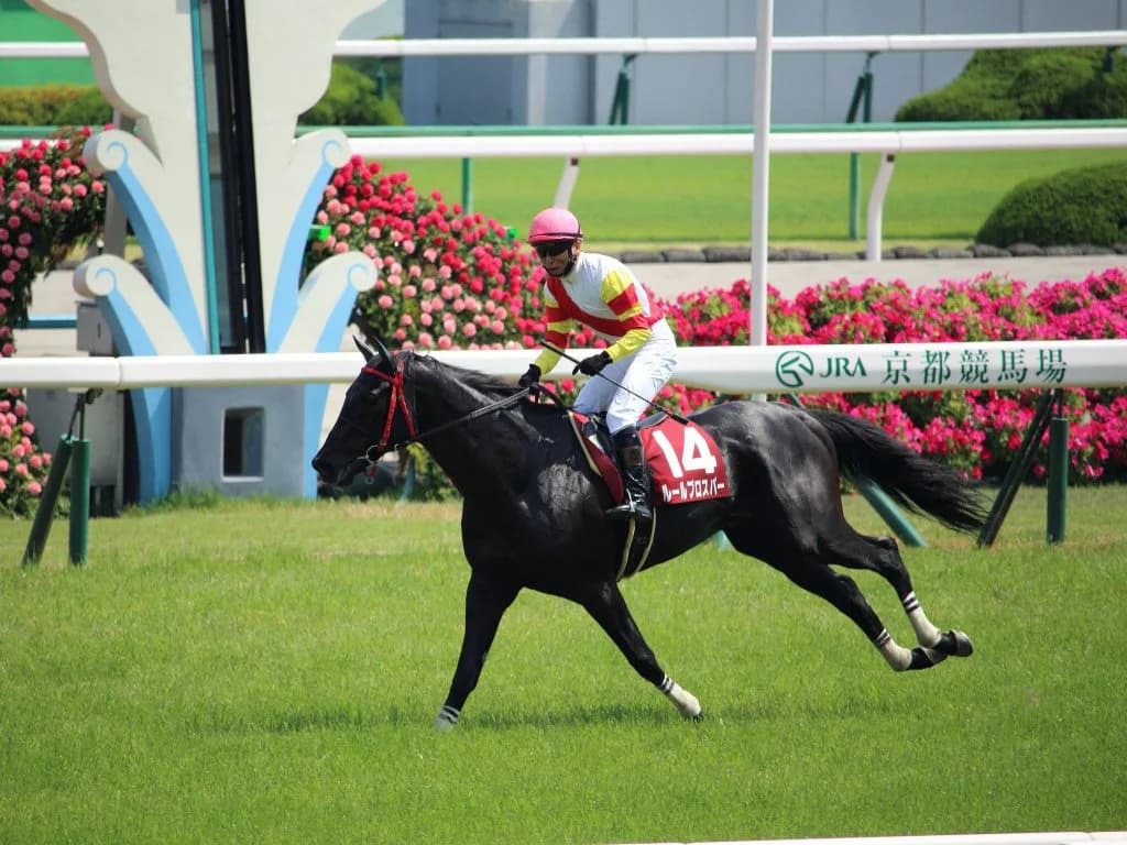 【京都ハイジャンプ2016予想】1番人気より3番人気、そして高齢馬が狙い目!