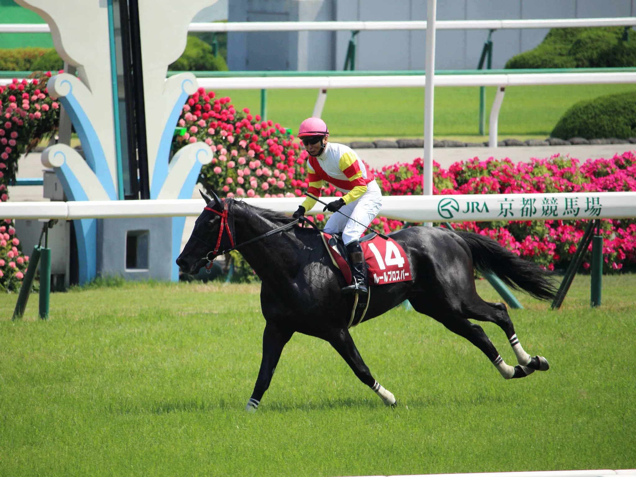 【京都ハイジャンプ2016予想】1番人気より3番人気、そして高齢馬が狙い目!