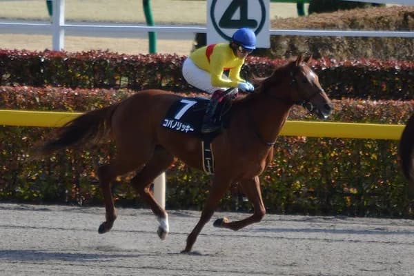 【チャンピオンズC予想2017】コパノリッキー前人未到の記録へ向けて絶望的なデータ覆せるか?