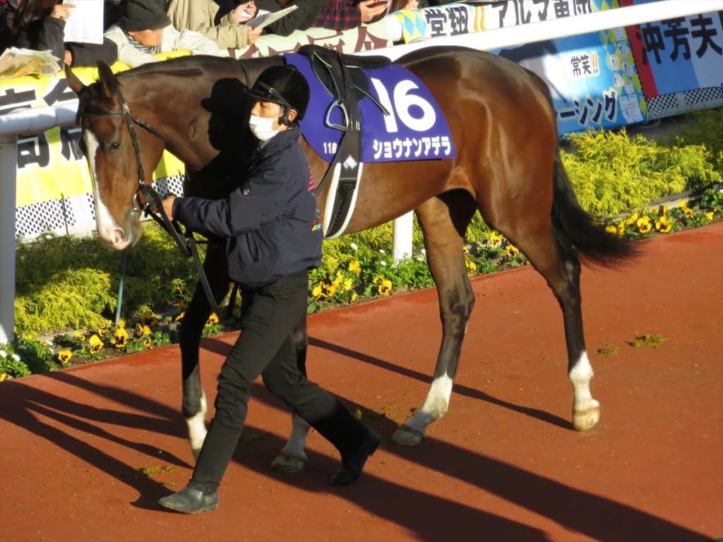 【ヴィクトリアマイル2016予想】トウカイテイオーの感動再び?ショウナンアデラが約1年半振りに復帰