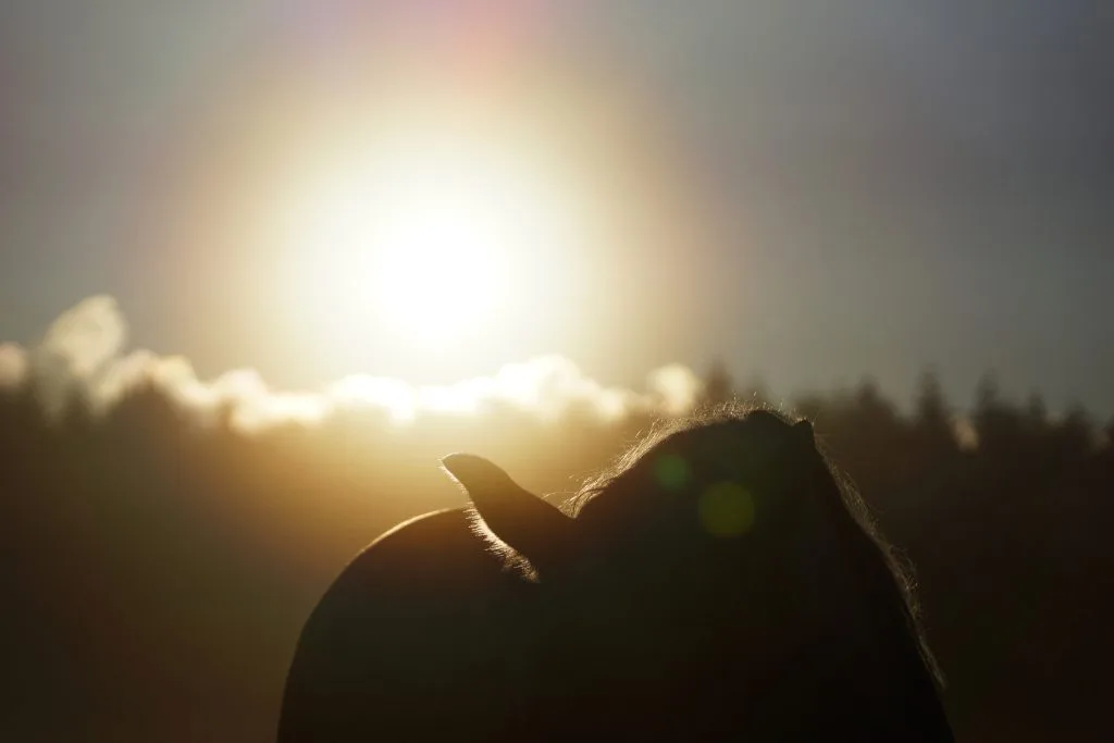 【菊花賞2016予想】強いのは何産駒?ディープインパクトVSキングカメハメハVS???