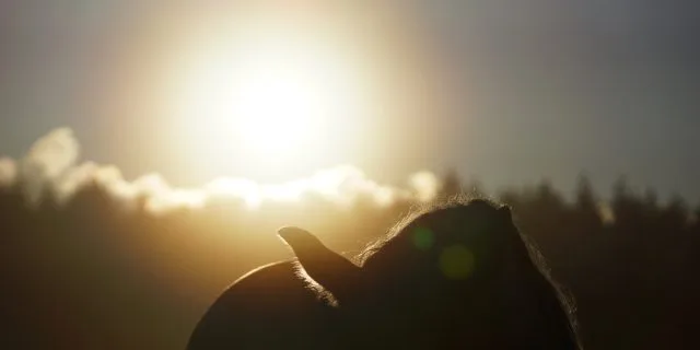 【菊花賞2016予想】強いのは何産駒?ディープインパクトVSキングカメハメハVS???