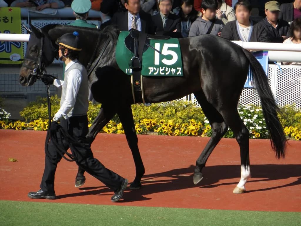 【毎日王冠2016予想】昨年6着のアンビシャス、今年はプラス材料多い