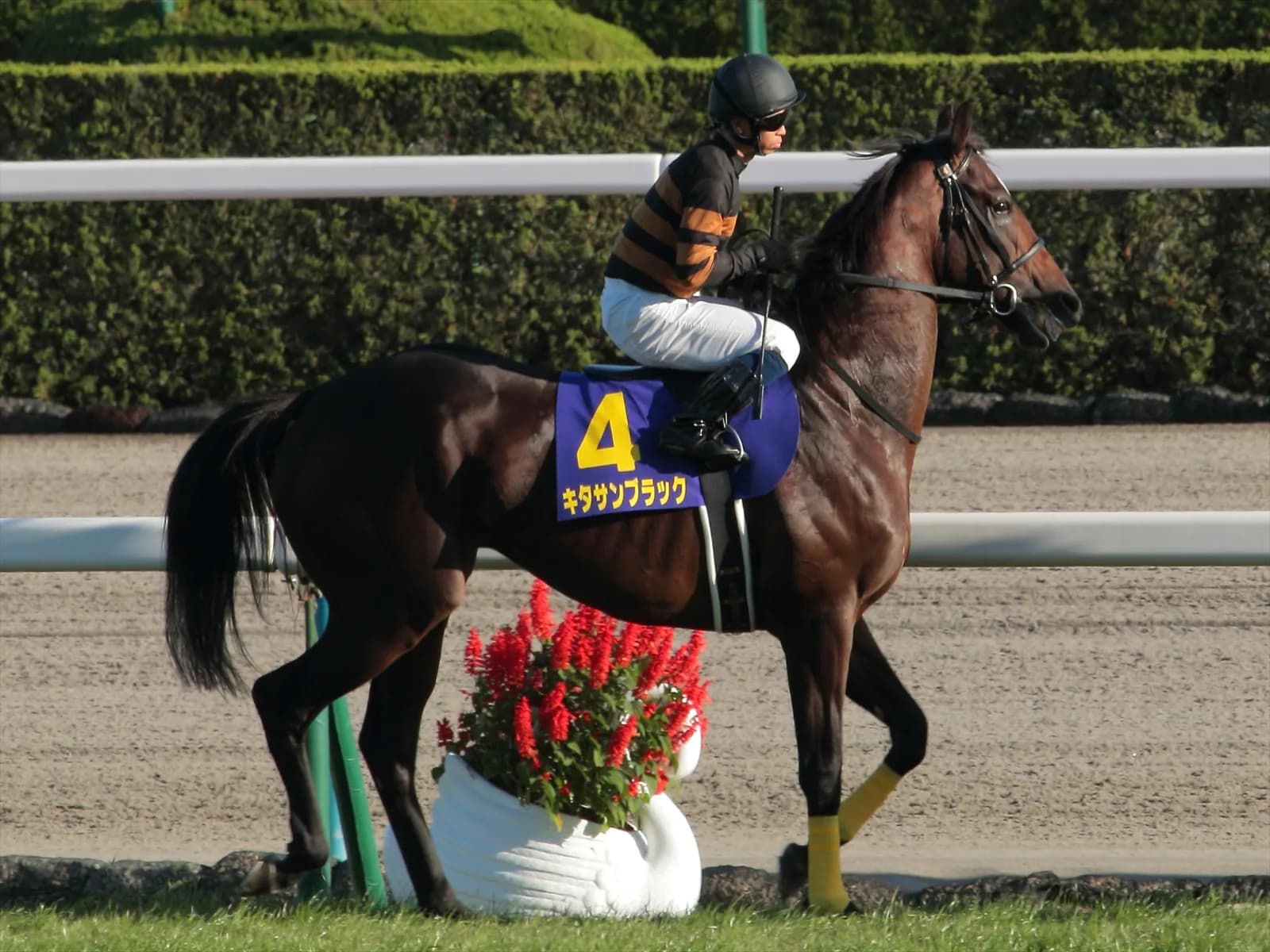 年度代表馬はモーリスかサトノダイヤモンドと思っていただけに個人的にはやや意外な結果だった