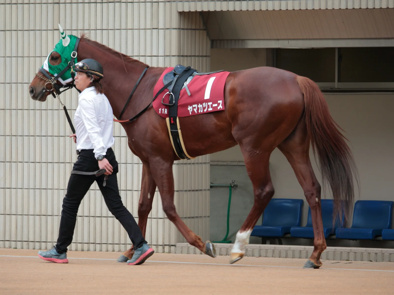 【宝塚記念2016出走馬】中距離で頭角を現したヤマカツエース