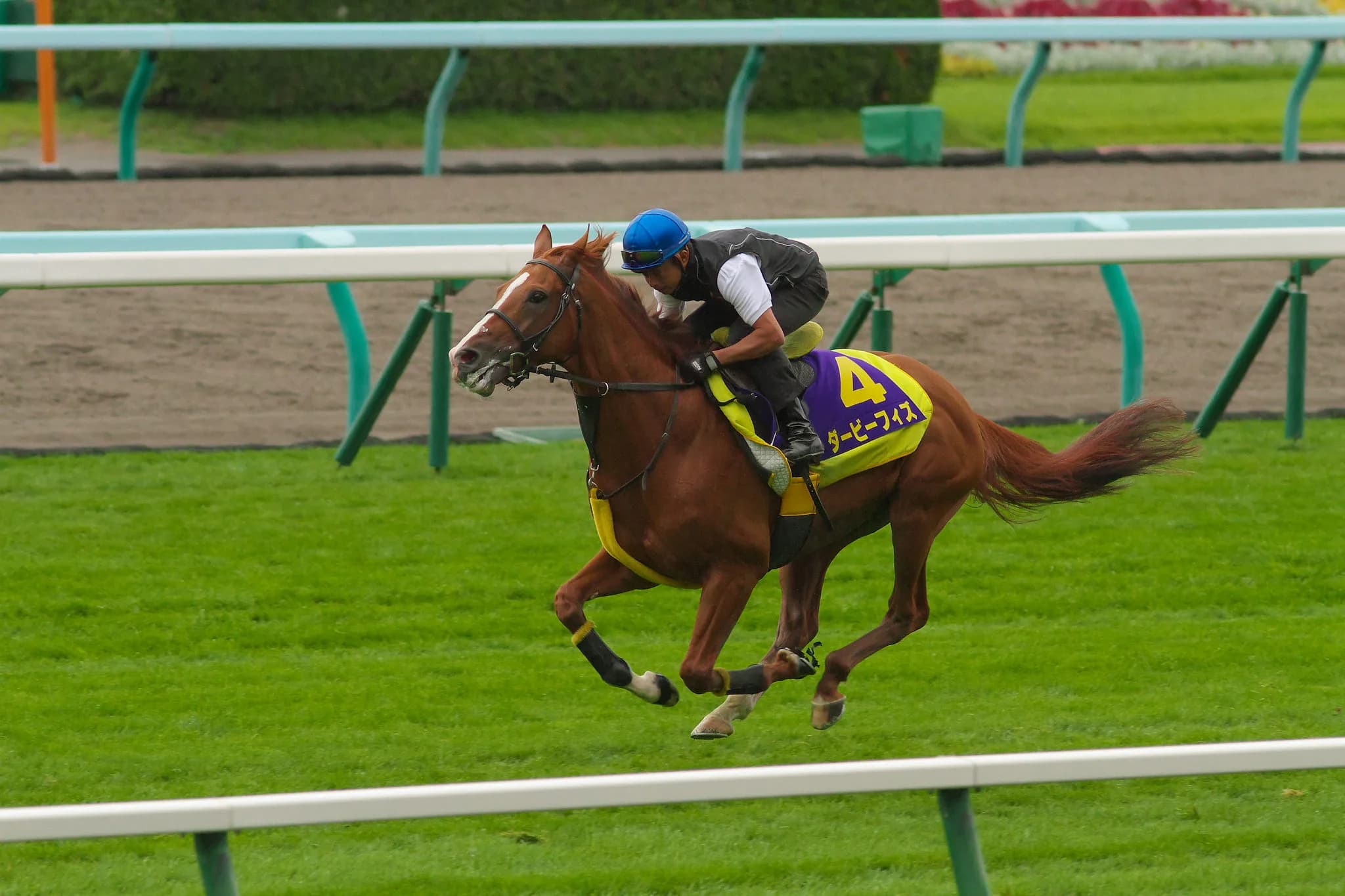 ダービーフィズ、引退。今後は千葉で乗馬へ