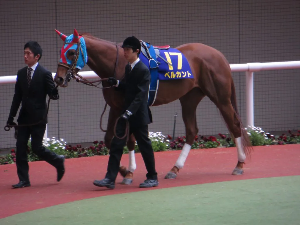 1着馬は花嫁に、2着馬は新しい職場へ。新天地でもがんばれベルカント&ネロ!