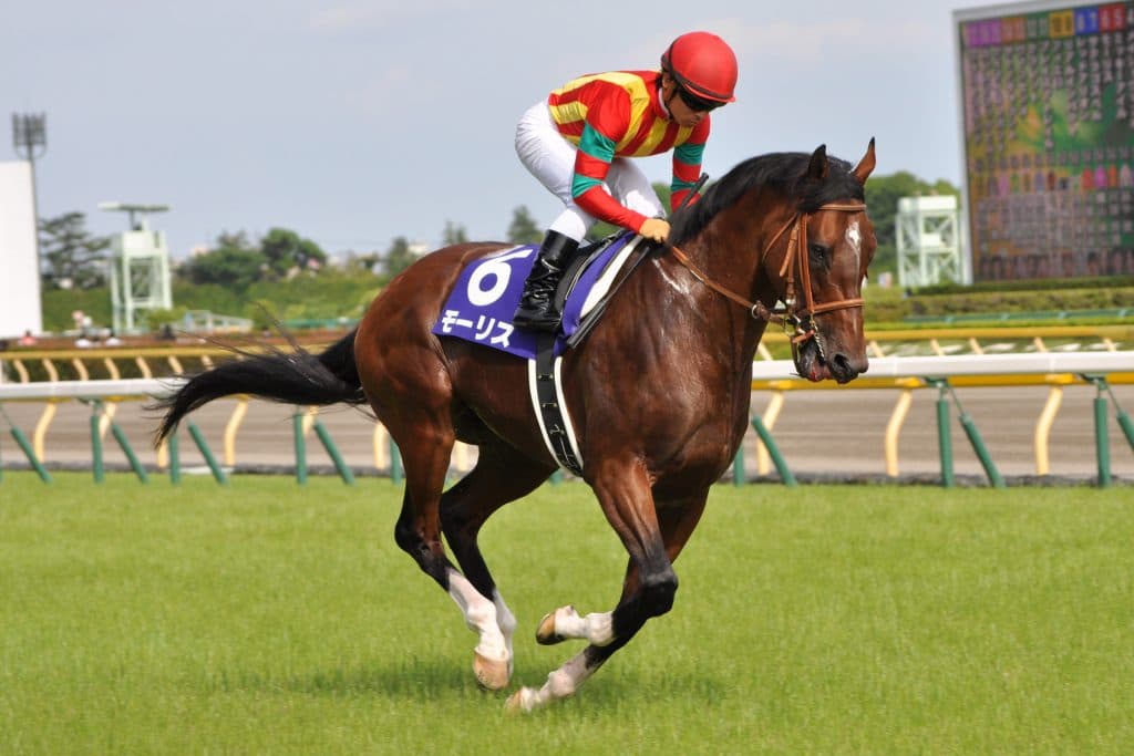 【JRA】種牡馬モーリス、産駒のJRA年間100勝を達成