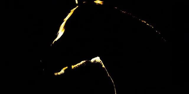 【フラワーC予想2017】ファンディーナの強さはホンモノなのか?