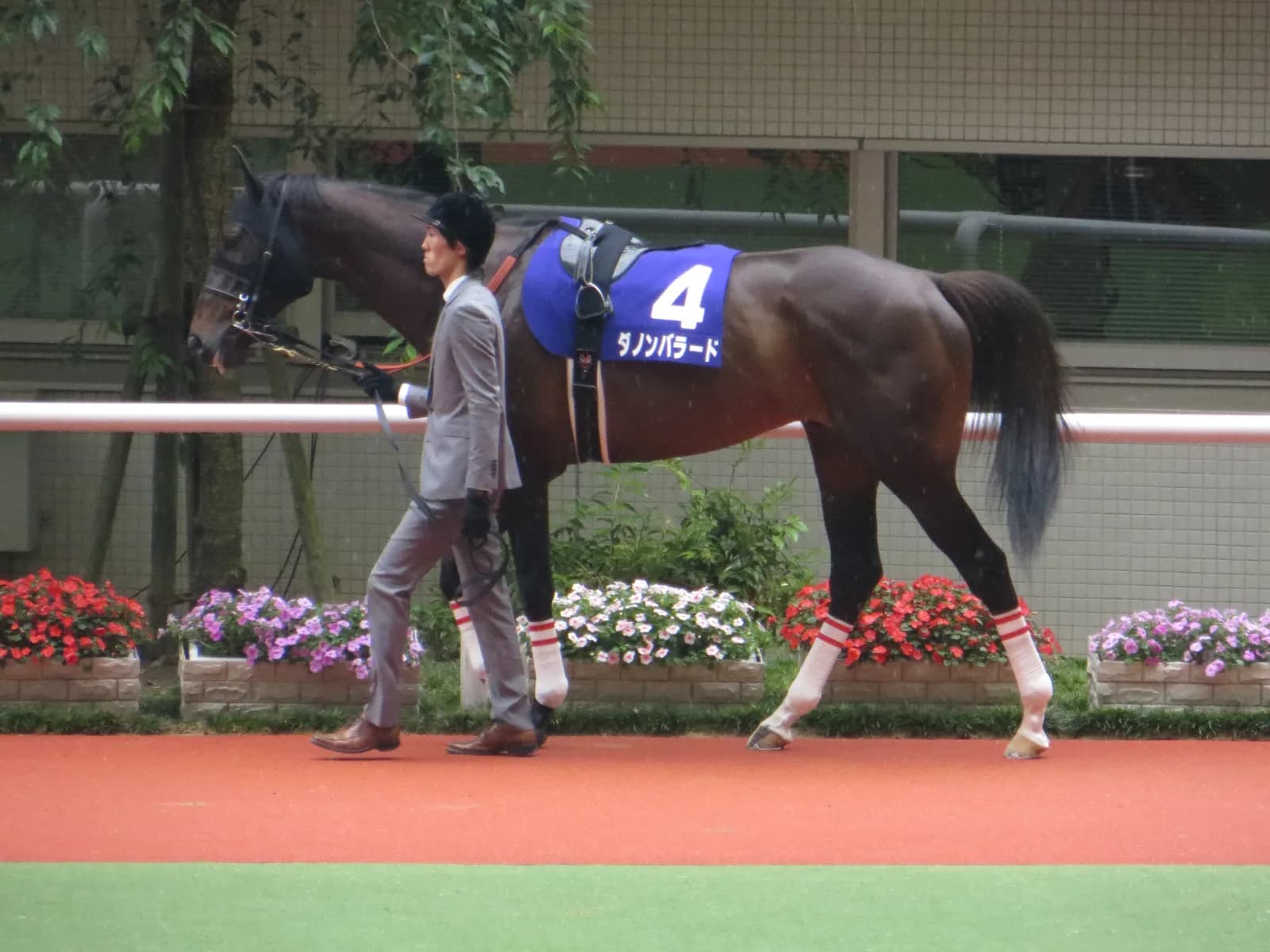 伊、英と渡った種牡馬ダノンバラードが日本へ凱旋帰国